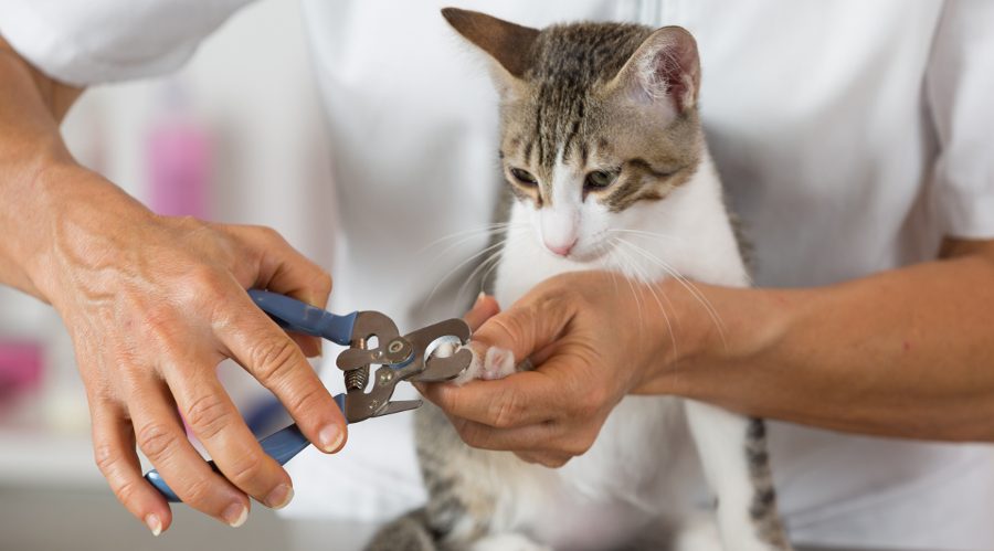 Furside Cat Getting Nails Cut